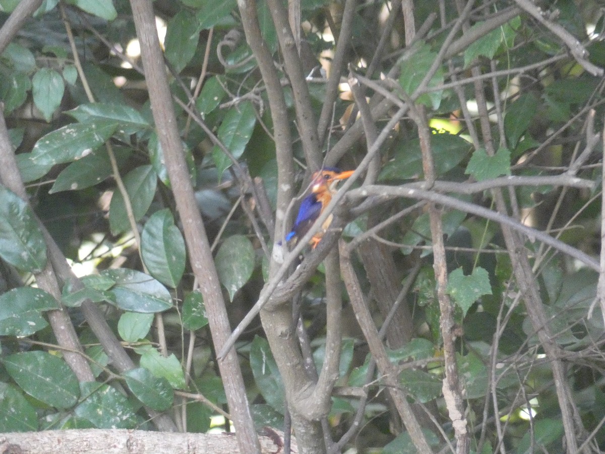 African Pygmy Kingfisher - Cathryn Pritchard