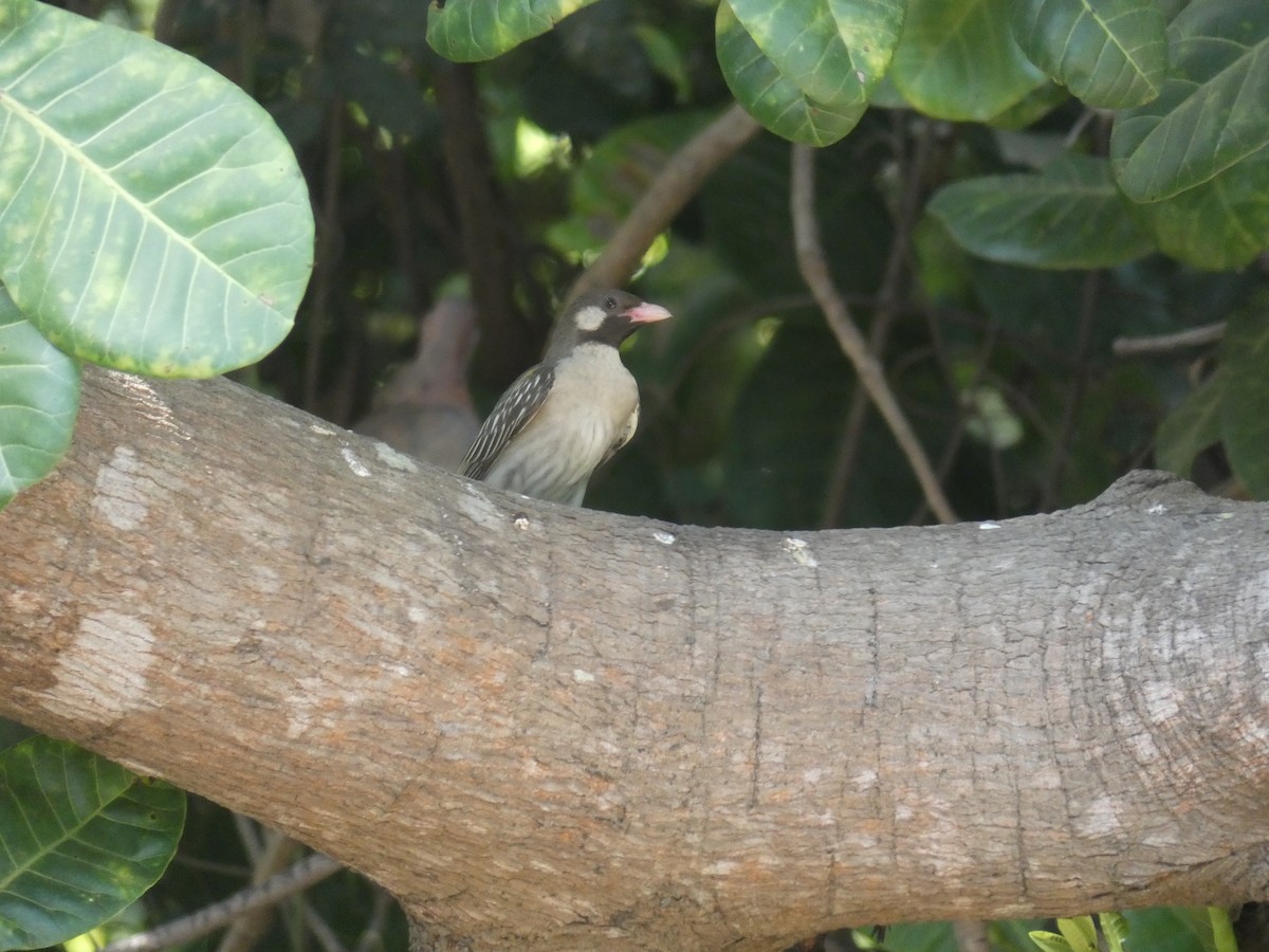 Greater Honeyguide - Cathryn Pritchard