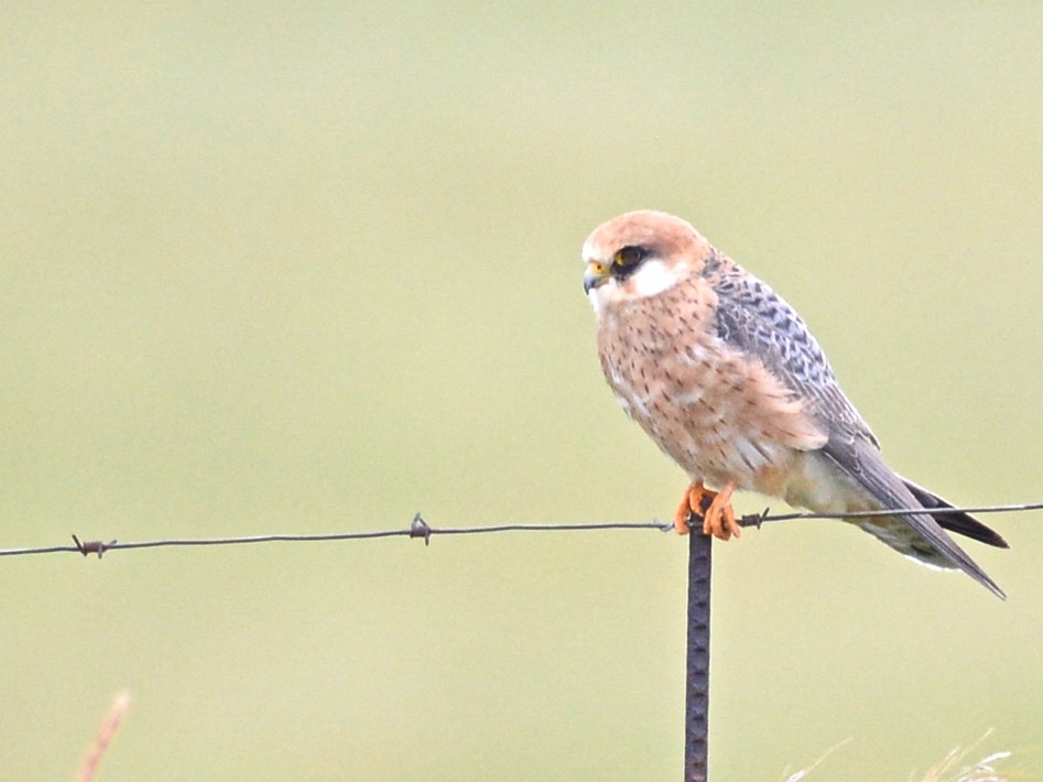 Red-footed Falcon - ML612697305