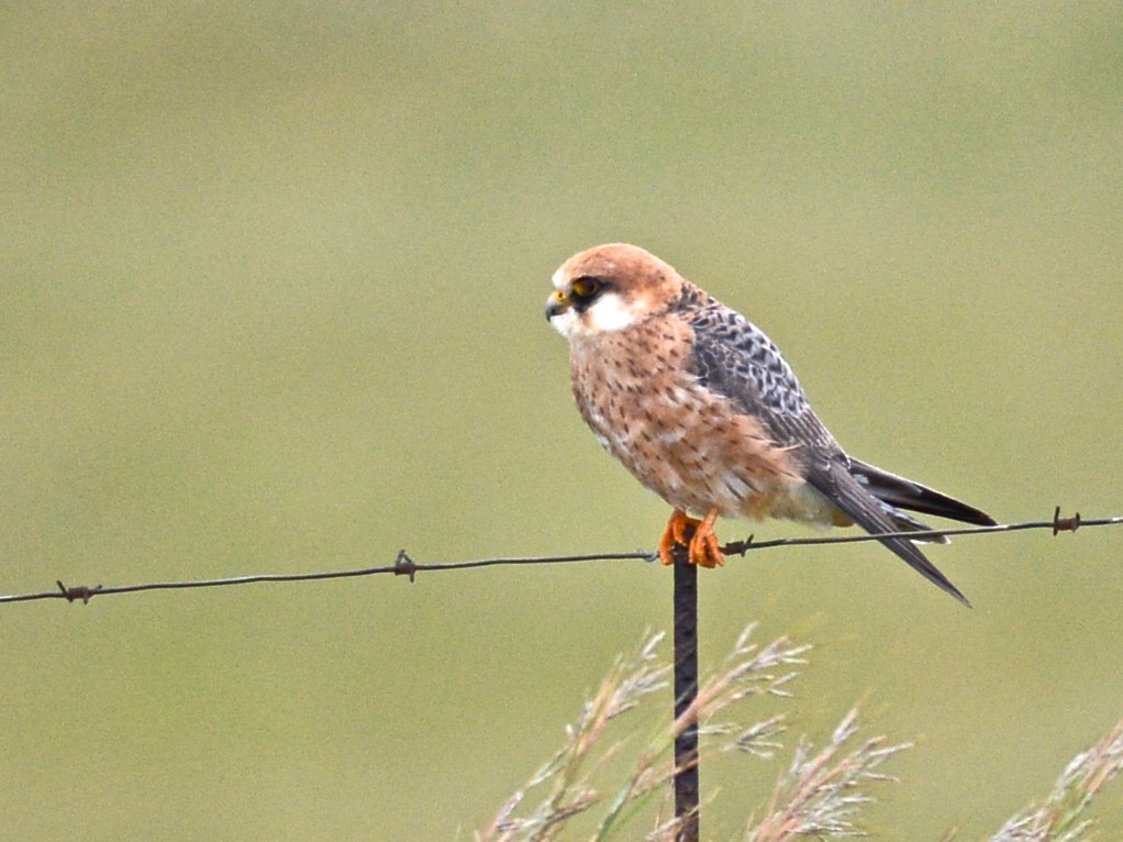 Red-footed Falcon - ML612697308