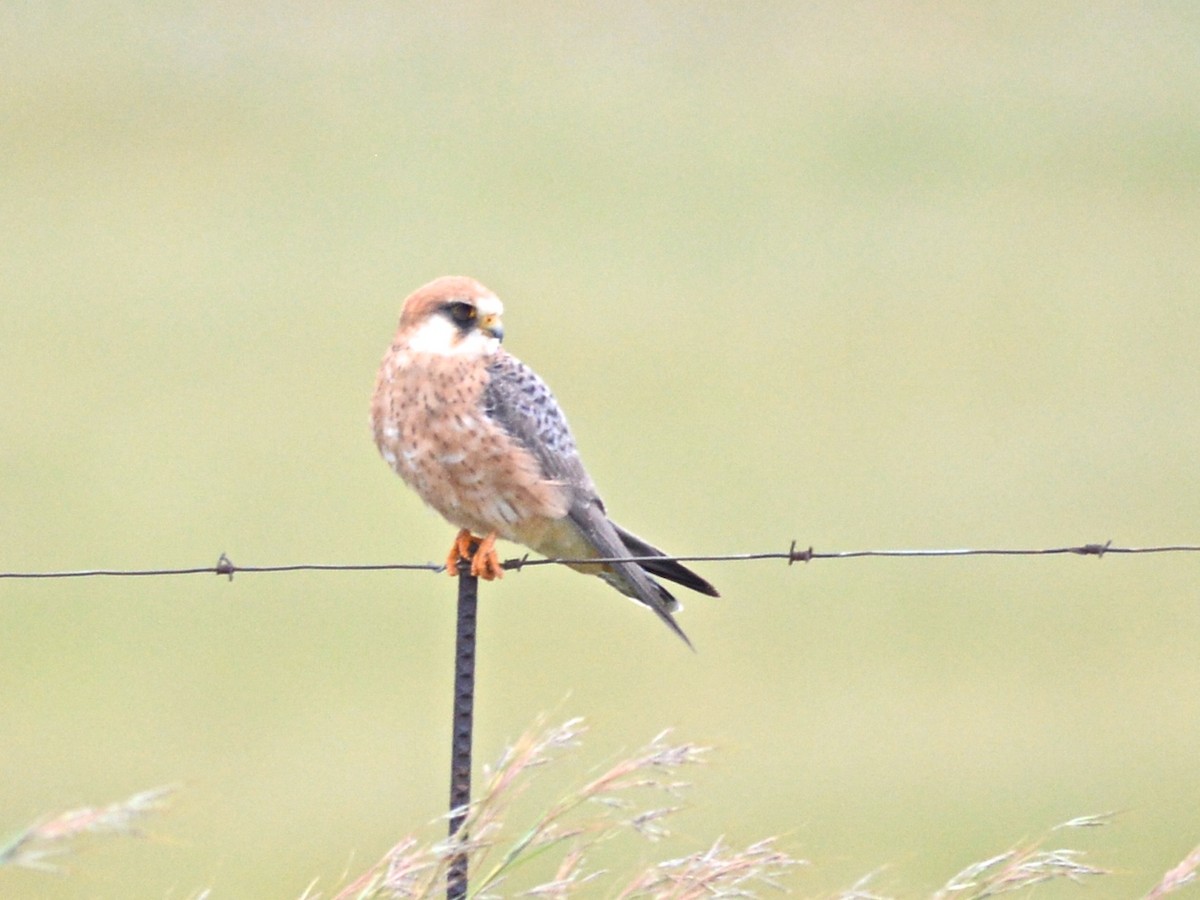 Red-footed Falcon - ML612697310