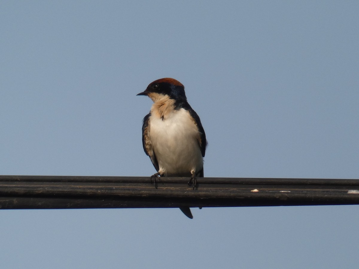Wire-tailed Swallow - Cathryn Pritchard
