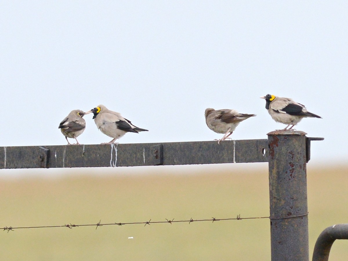 Wattled Starling - ML612697357