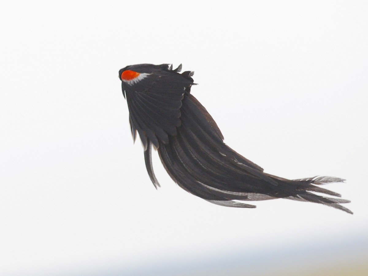 Long-tailed Widowbird - ML612697390