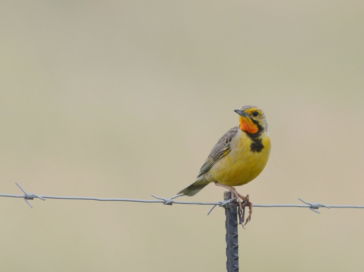 Orange-throated Longclaw - ML612697520