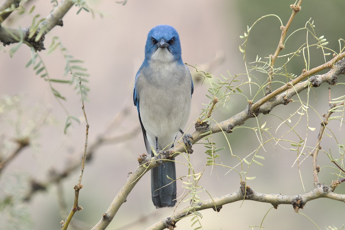 Mexican Jay - ML612697683