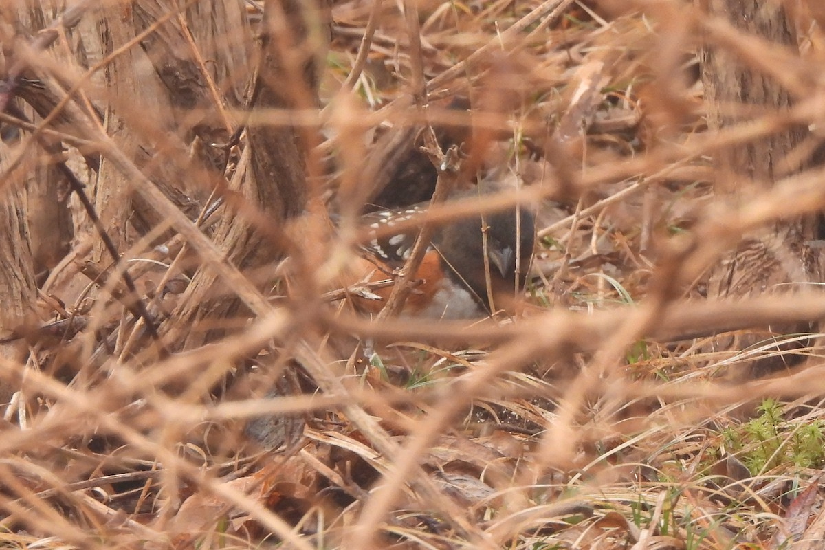 Spotted Towhee - ML612698202