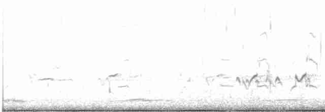 太平洋金斑鴴 - ML612698264