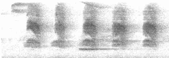 Perlenkehl-Ameisenschlüpfer - ML612698974