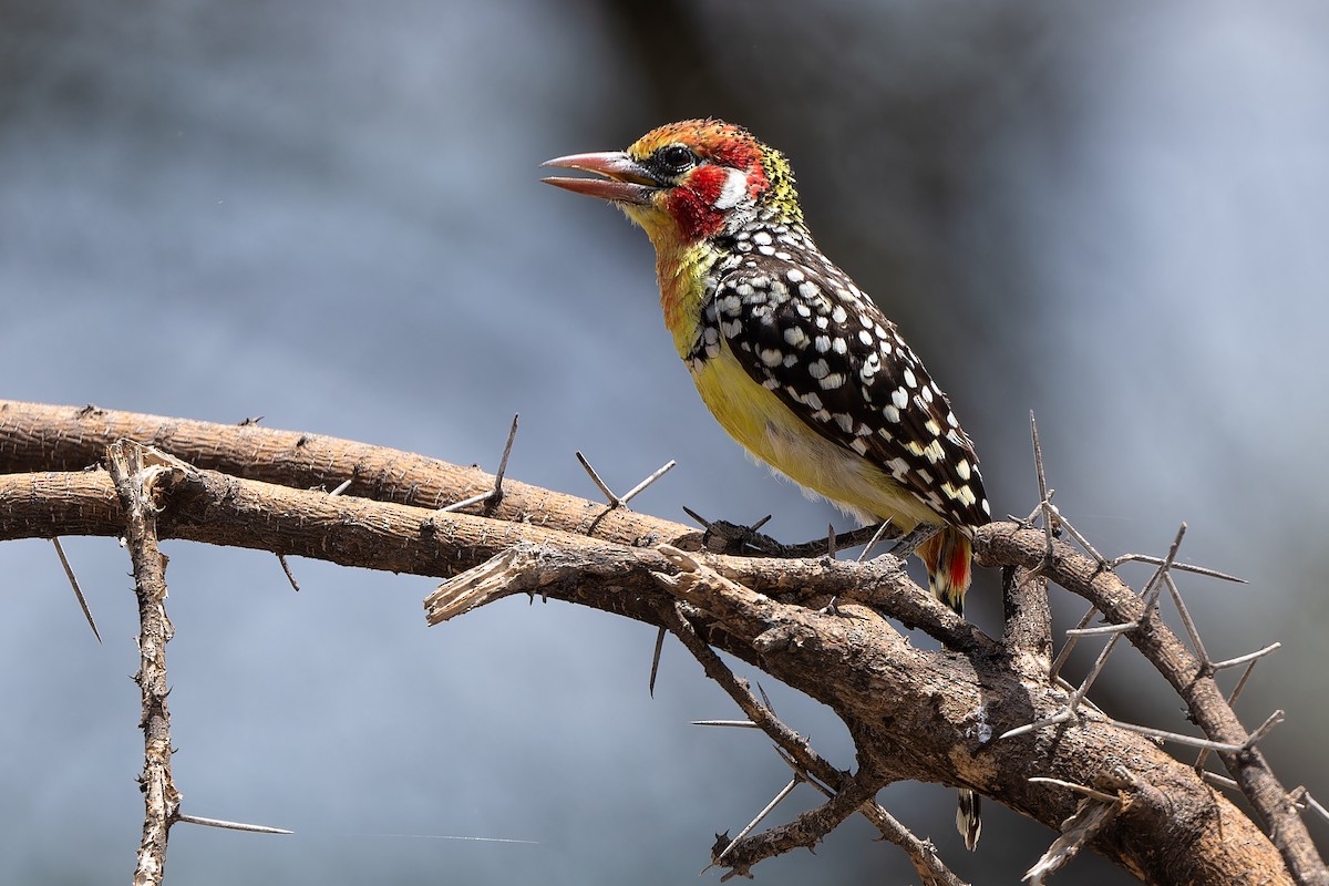 Red-and-yellow Barbet - ML612698990