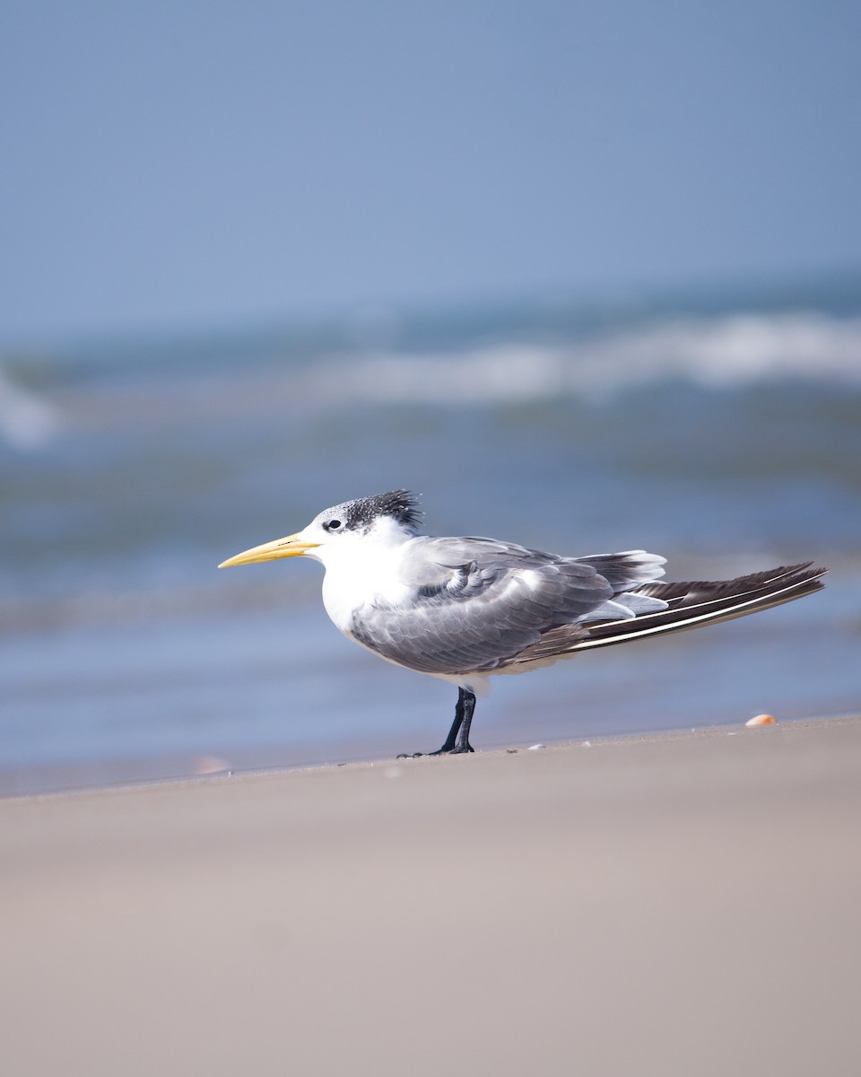 Great Crested Tern - ML612699010