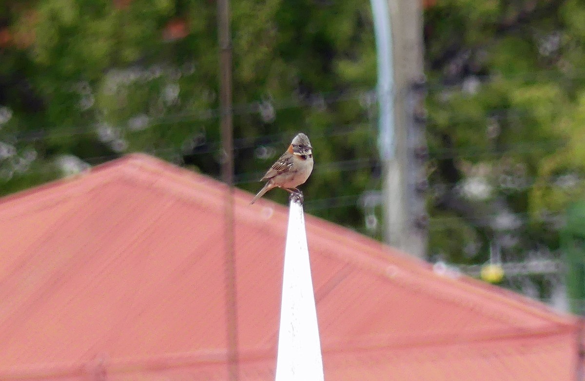 Rufous-collared Sparrow - ML612699039