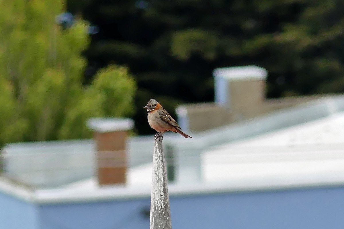 Rufous-collared Sparrow - ML612699040