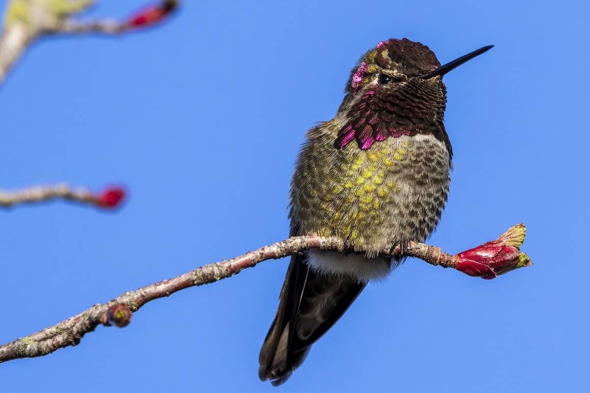 Anna's Hummingbird - ML612699202