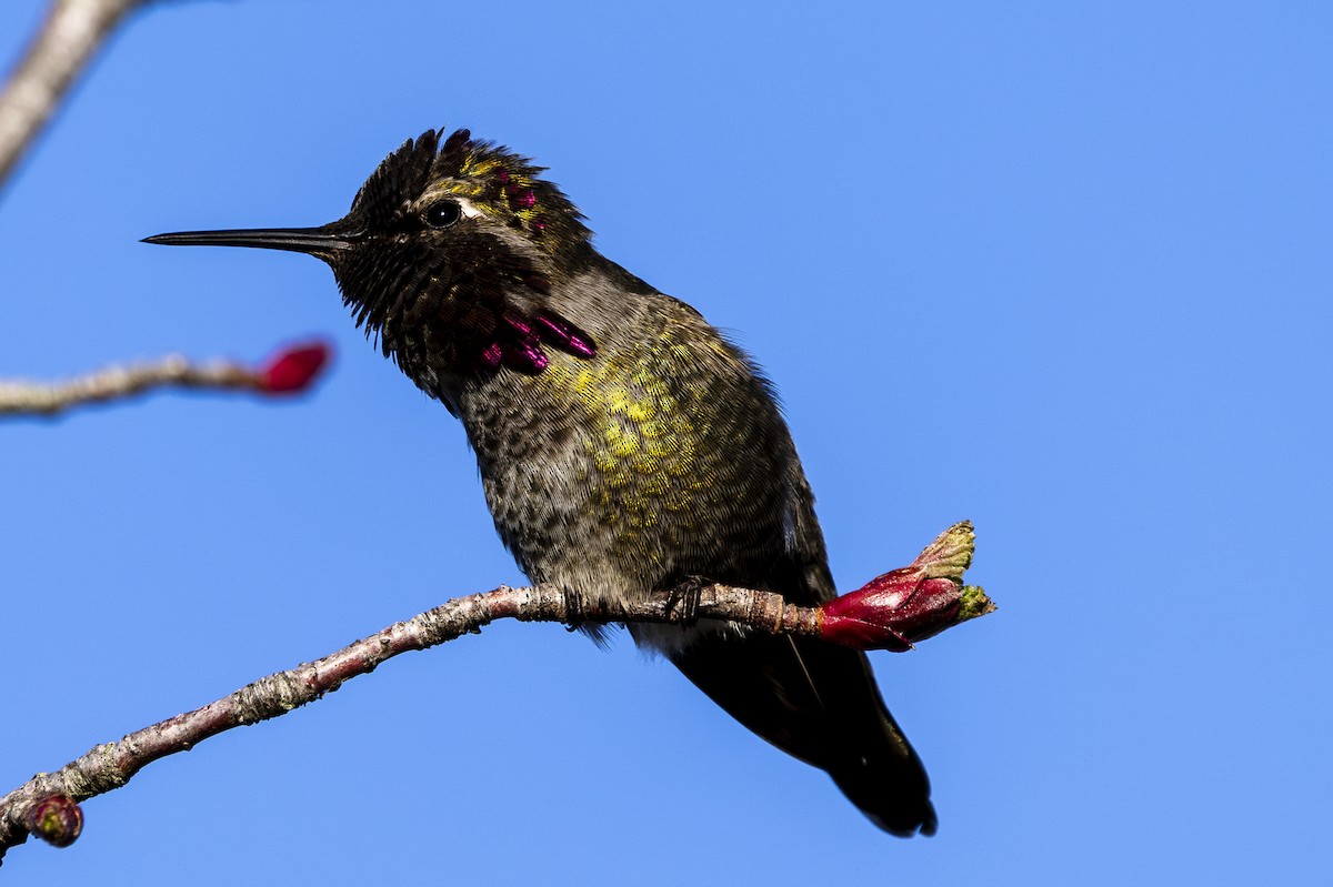 Anna's Hummingbird - ML612699218