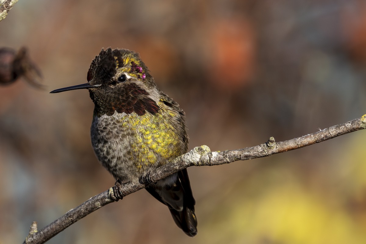 Anna's Hummingbird - ML612699224