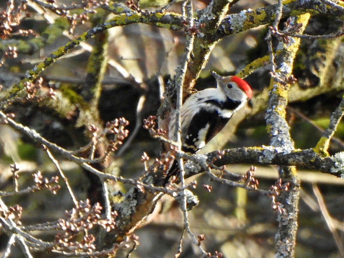 Middle Spotted Woodpecker - ML612699260