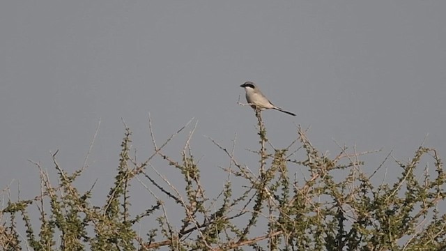 Great Gray Shrike (Arabian) - ML612699373