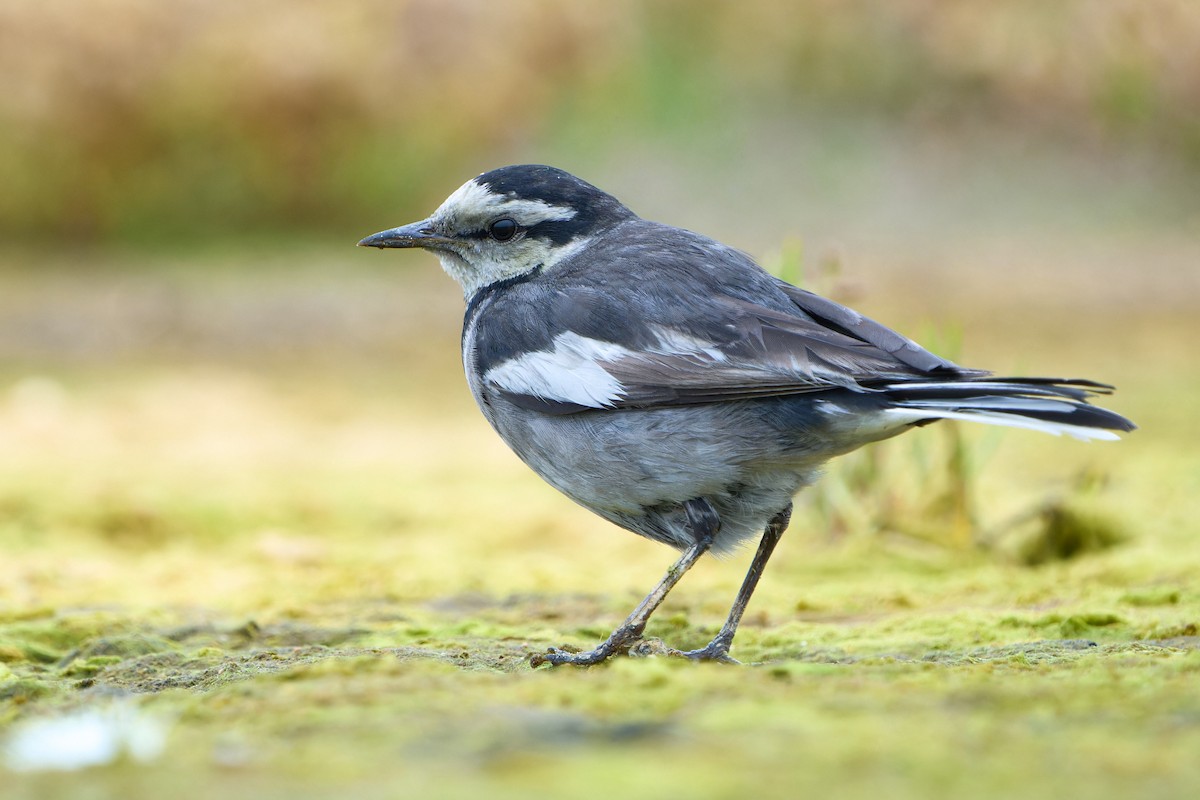 White Wagtail (Black-backed) - ML612699503