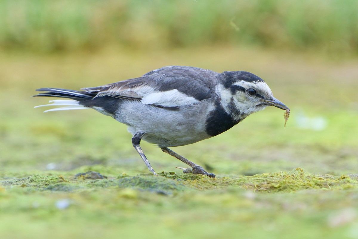 White Wagtail (Black-backed) - ML612699506