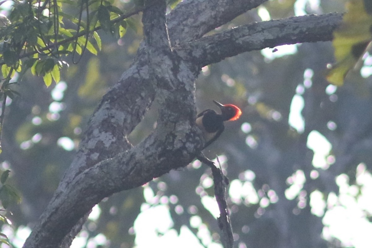 White-bellied Woodpecker at Mae Ping NP--Km7–8 vicinity by Benjamin Pap
