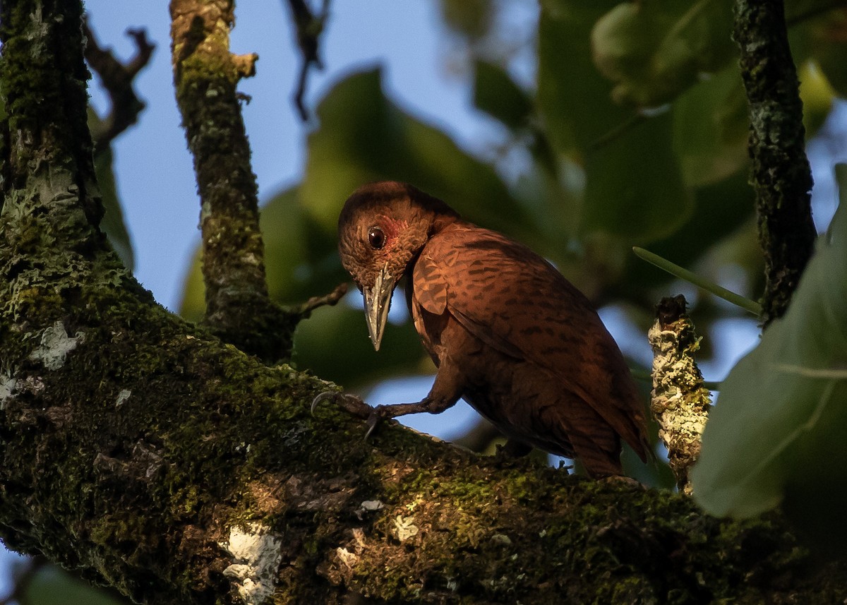 Rufous Woodpecker - ML612699704