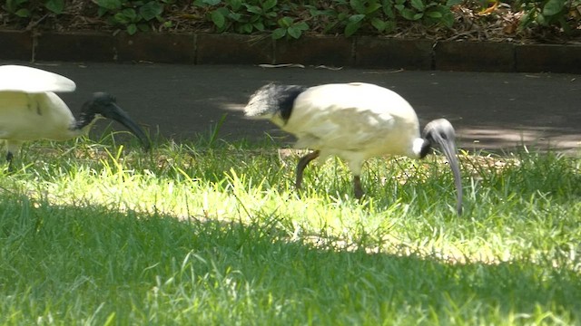 ibis australský - ML612700048