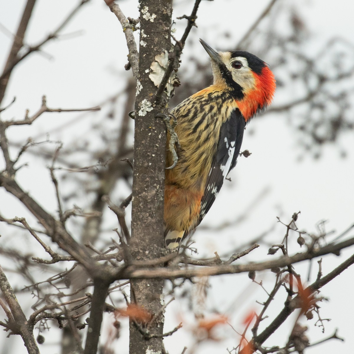 Crimson-naped Woodpecker - Werner Suter