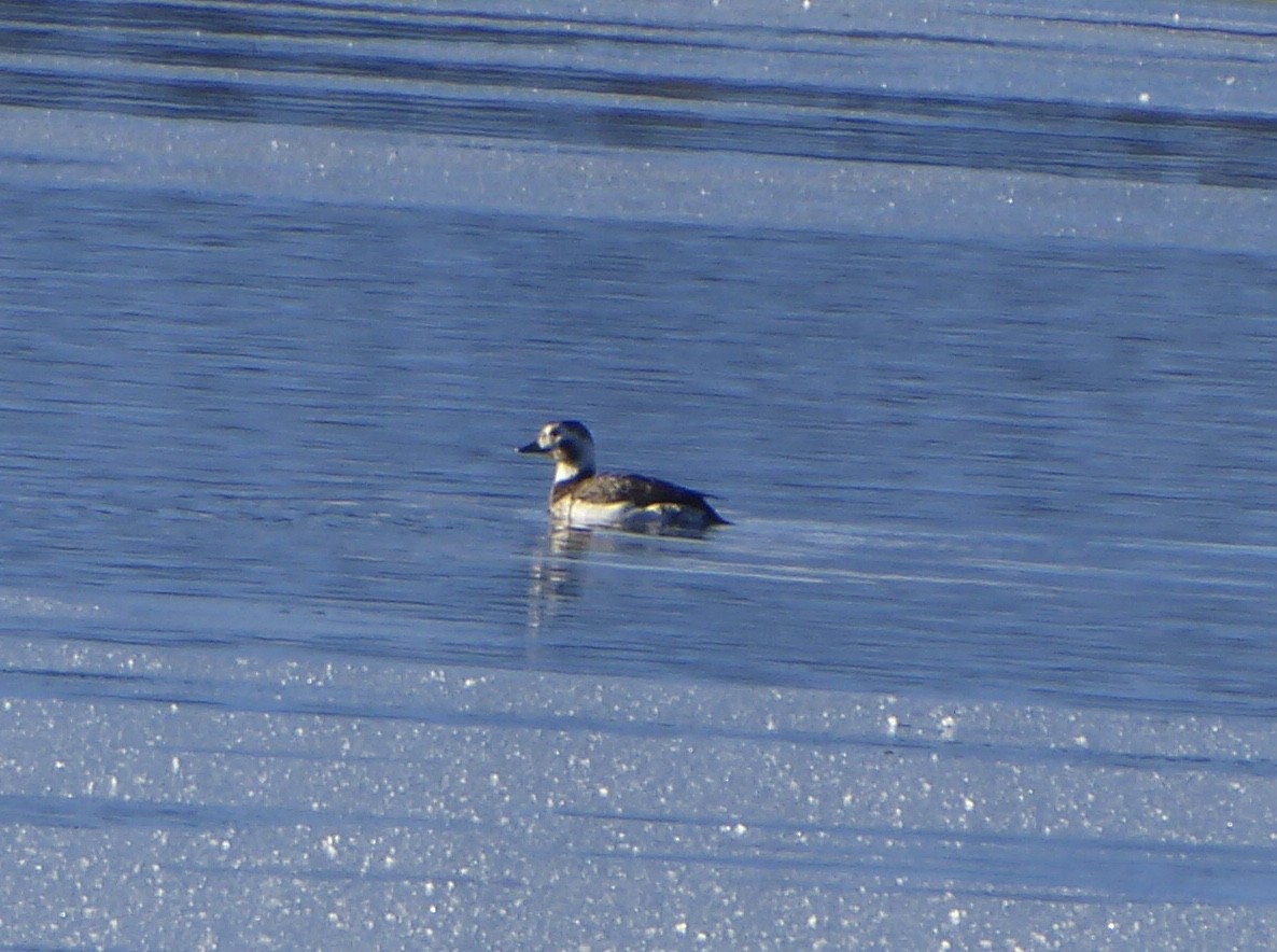 Long-tailed Duck - ML612700926