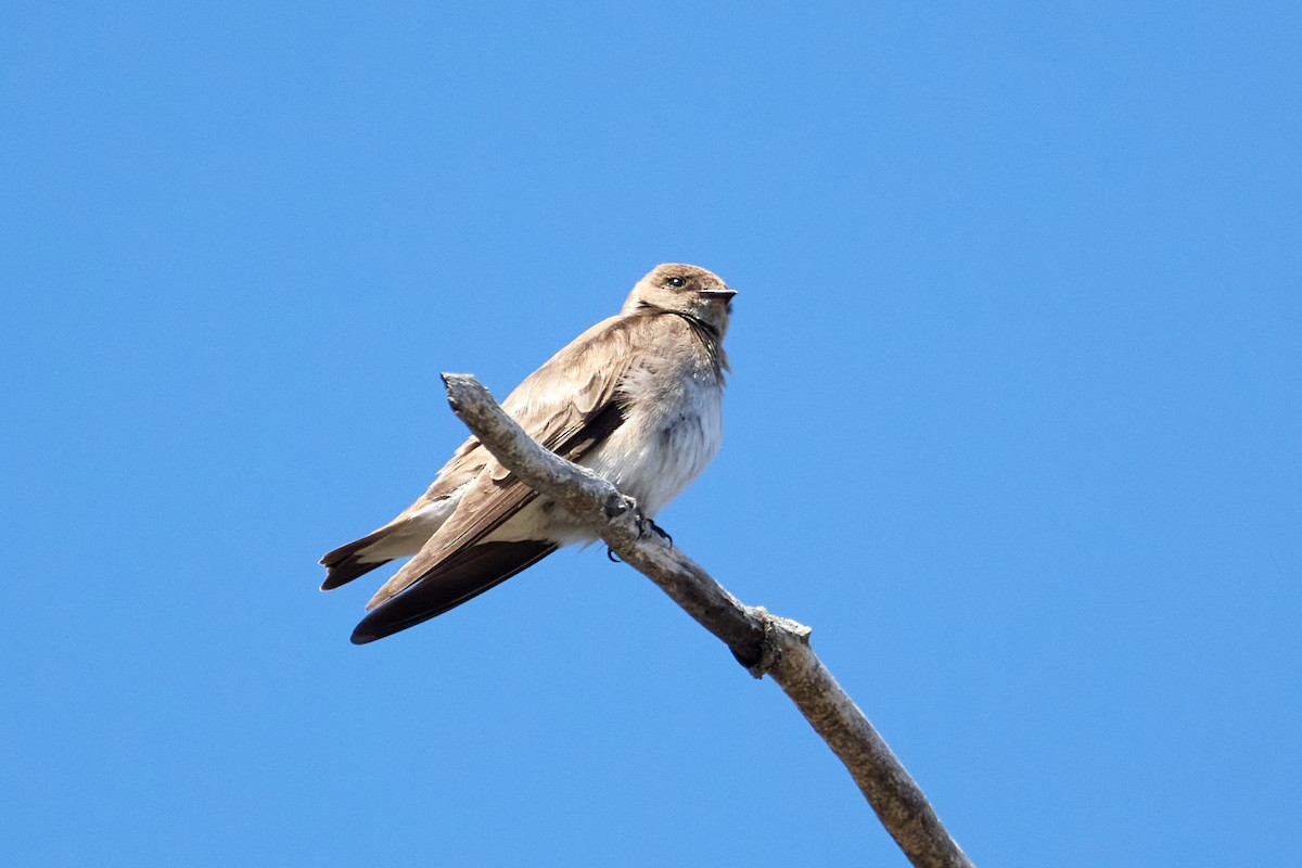Northern Rough-winged Swallow - ML612701165