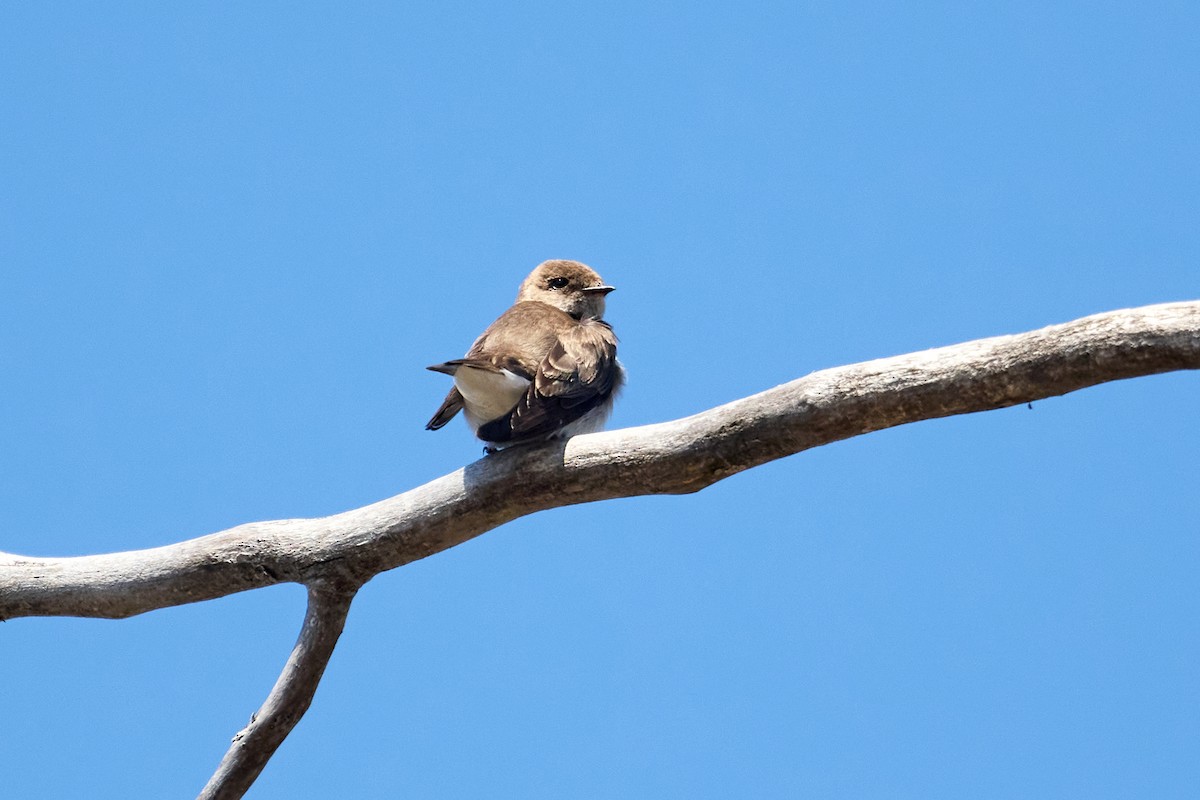 Northern Rough-winged Swallow - ML612701166