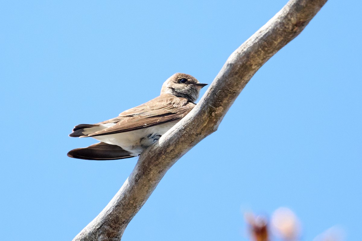 Northern Rough-winged Swallow - ML612701167