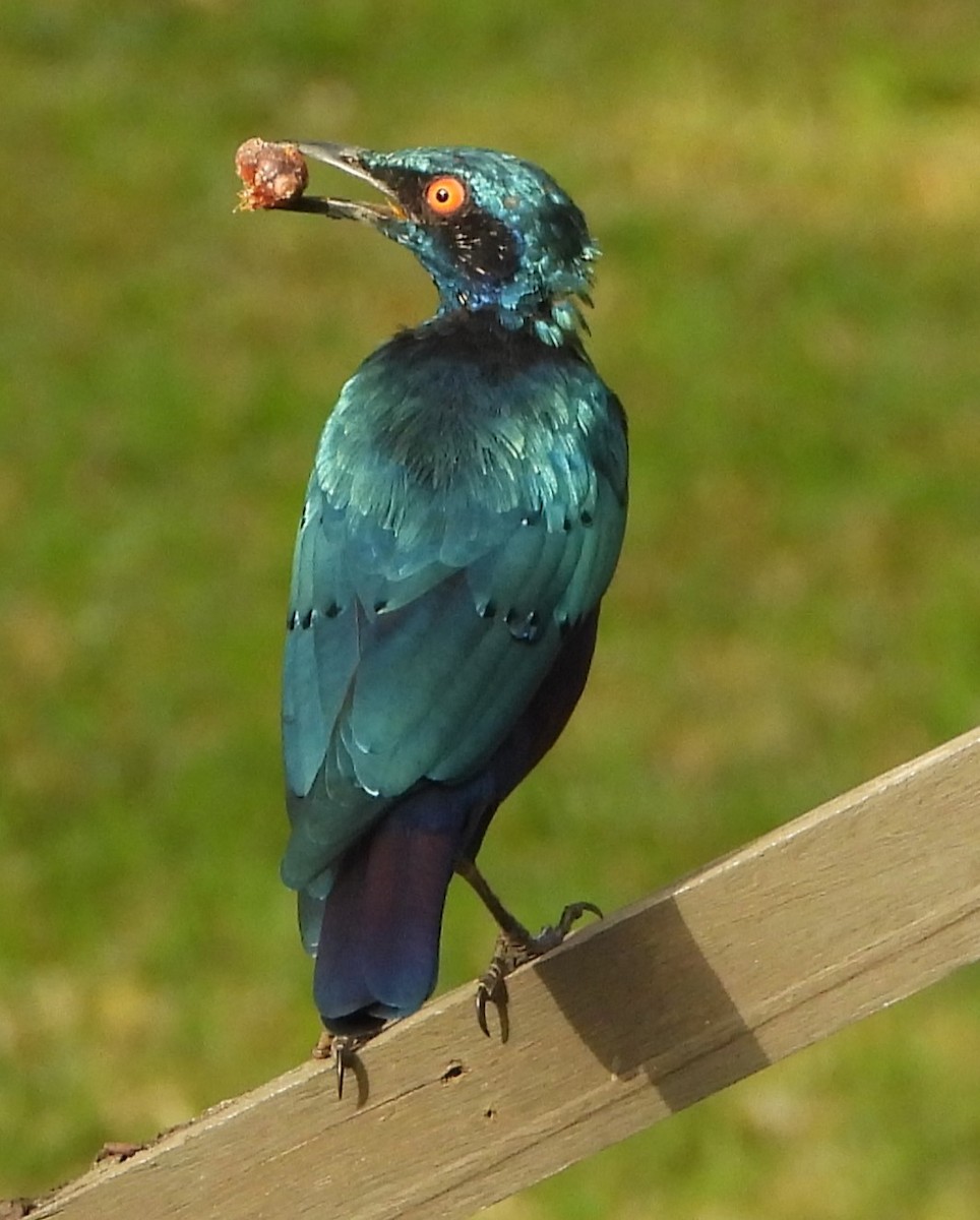 Bronze-tailed Starling - ML612701246