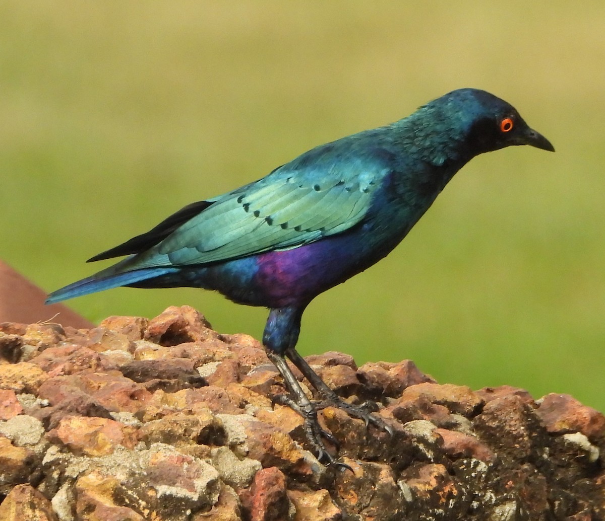Bronze-tailed Starling - ML612701312