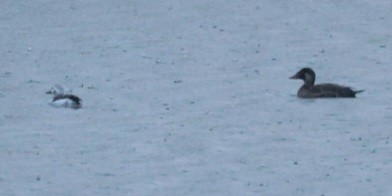Long-tailed Duck - ML612701398