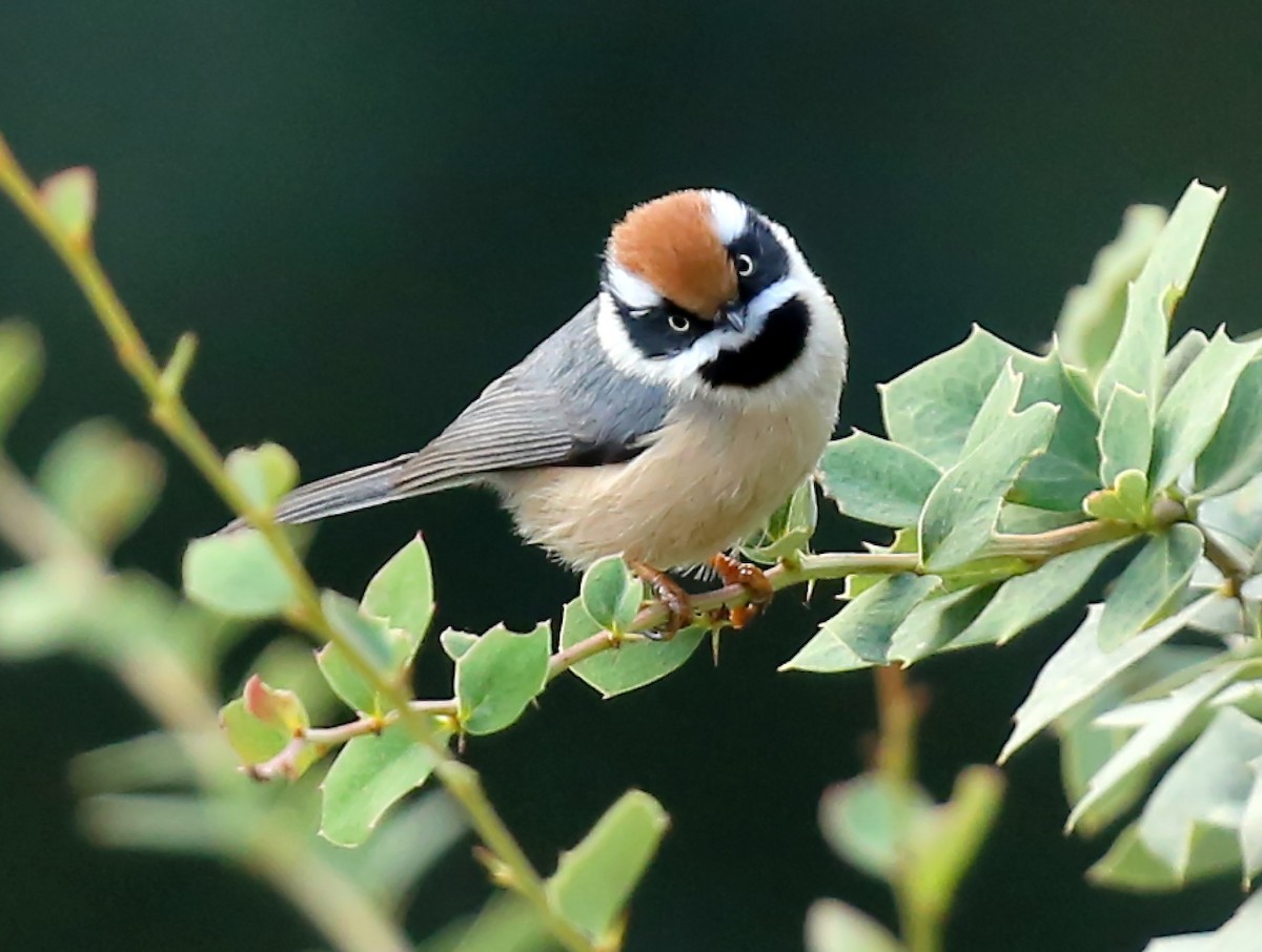 Black-throated Tit (Red-headed) - Paul Barden