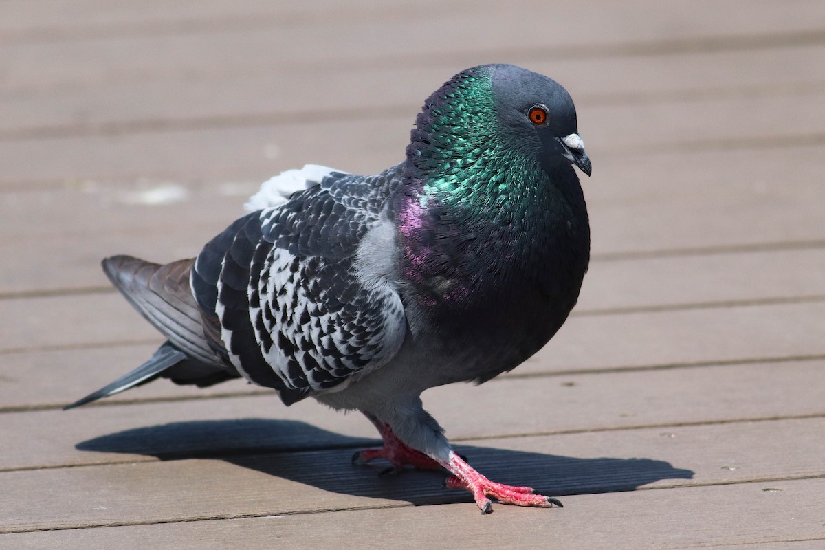 Rock Pigeon (Feral Pigeon) - ML612701597