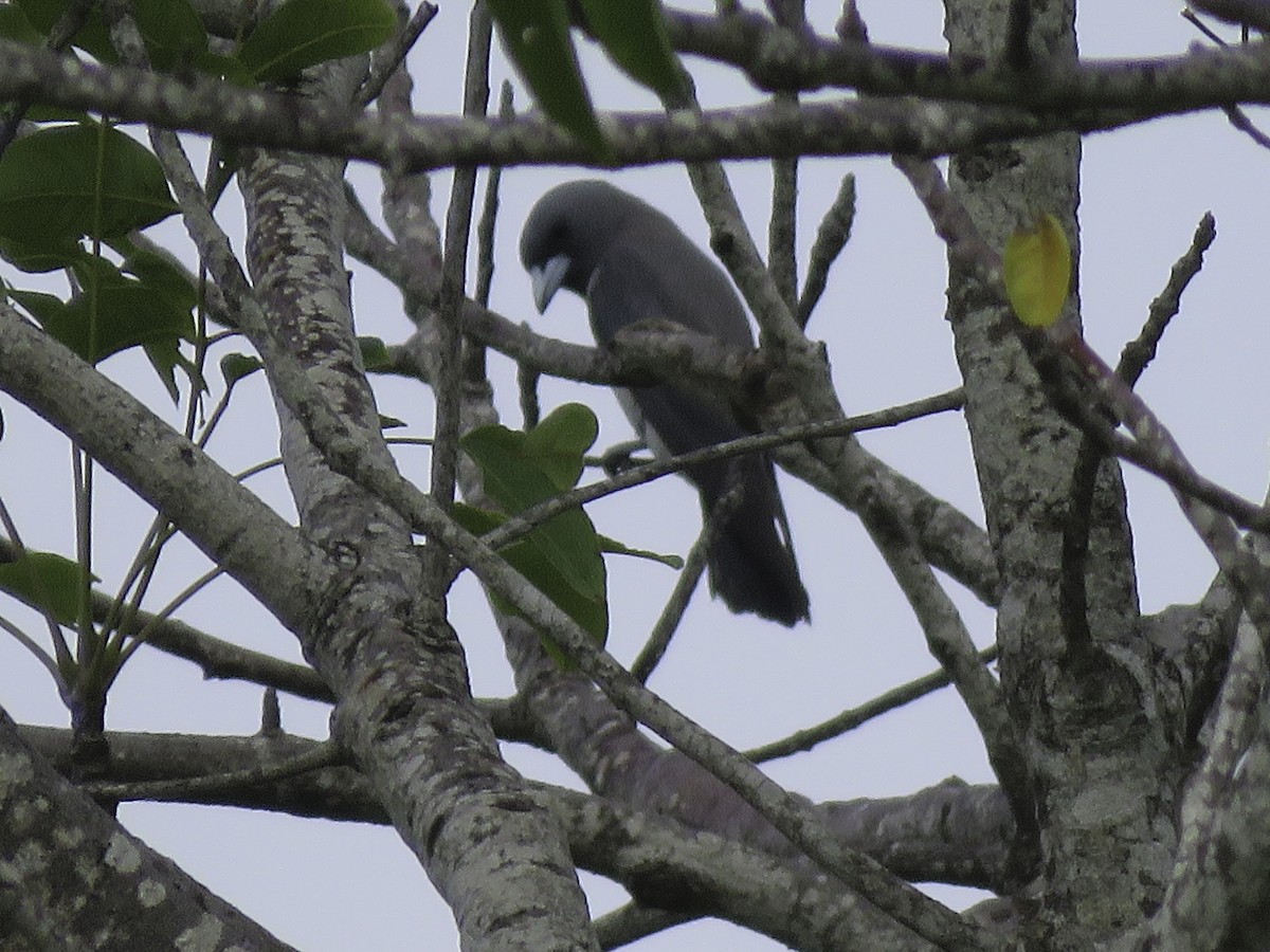 White-breasted Woodswallow - ML612701953