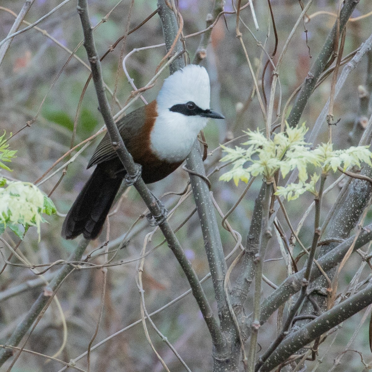 White-crested Laughingthrush - Werner Suter