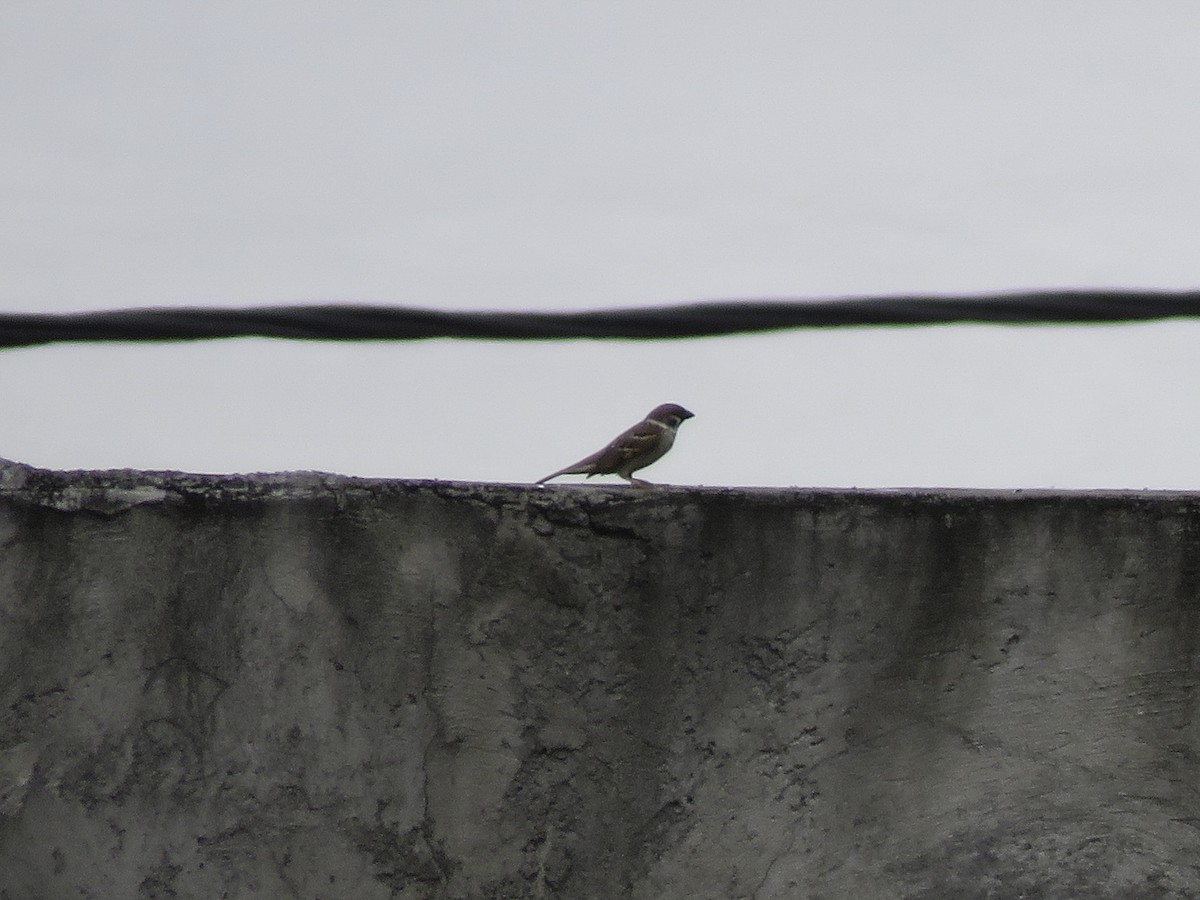 Eurasian Tree Sparrow - ML612702080