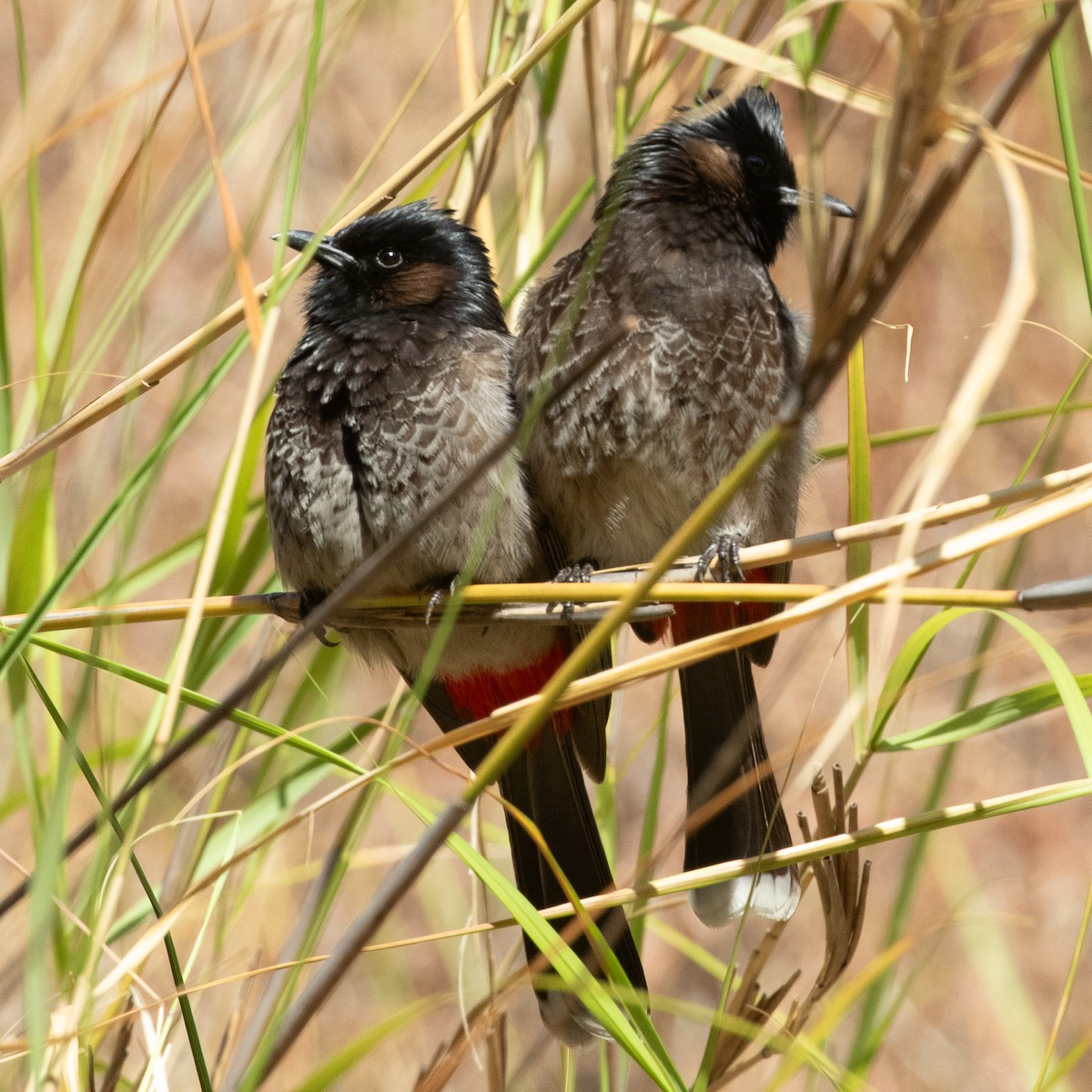 Red-vented Bulbul - ML612702114