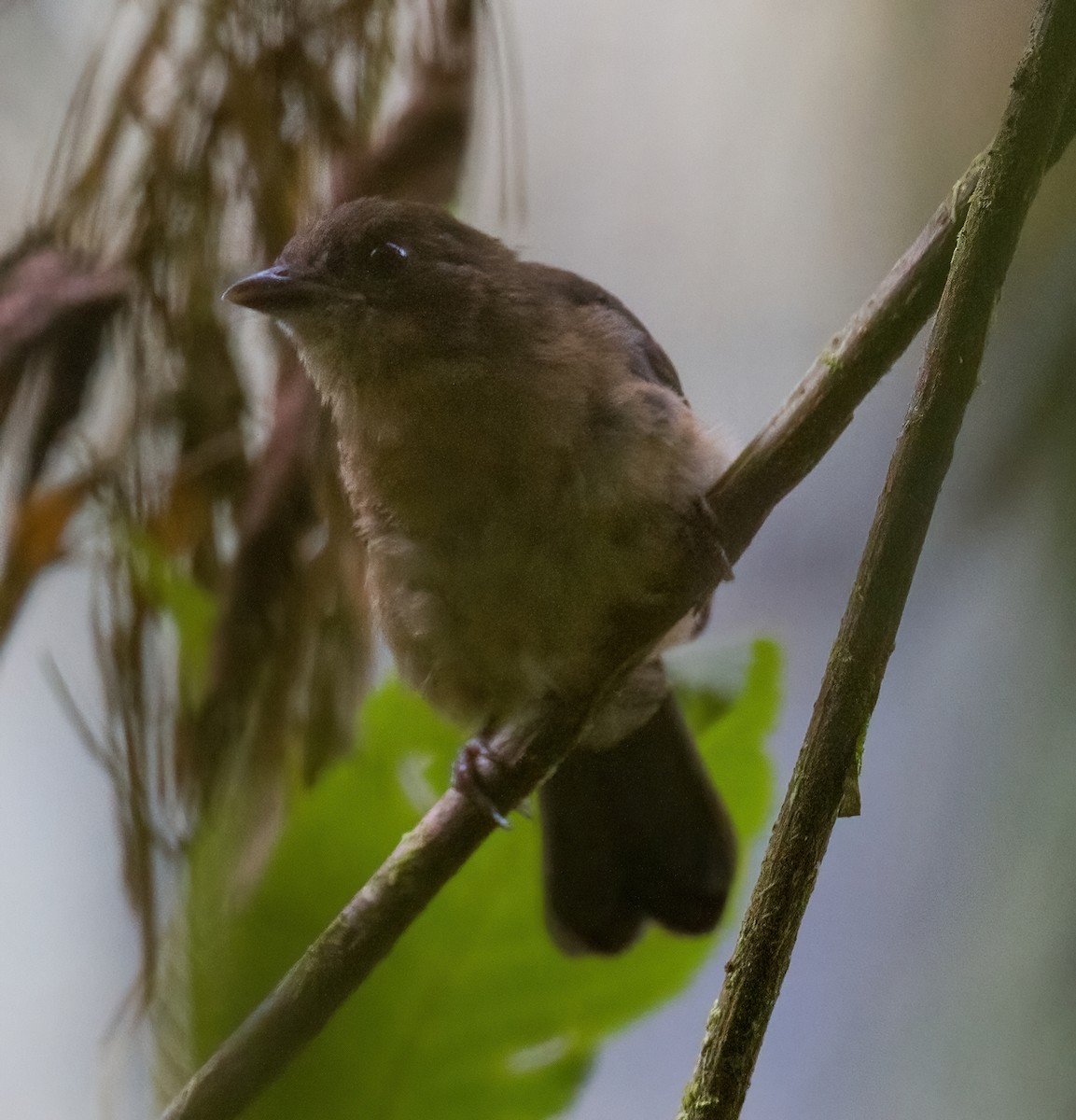 Brown-winged Schiffornis - ML612702138