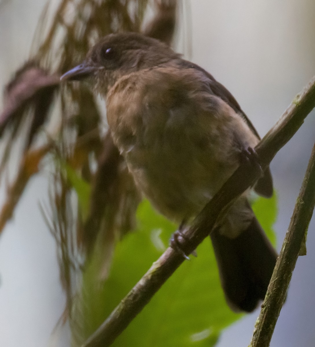 Brown-winged Schiffornis - ML612702183