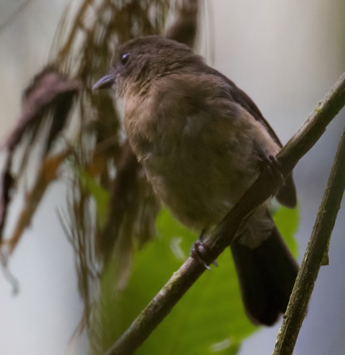 Brown-winged Schiffornis - ML612702215