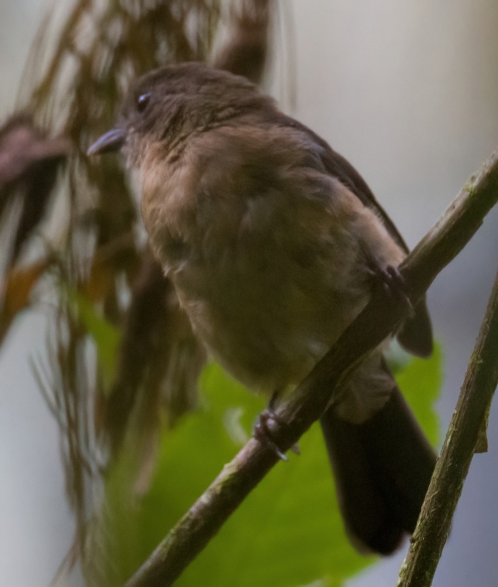 Brown-winged Schiffornis - ML612702252
