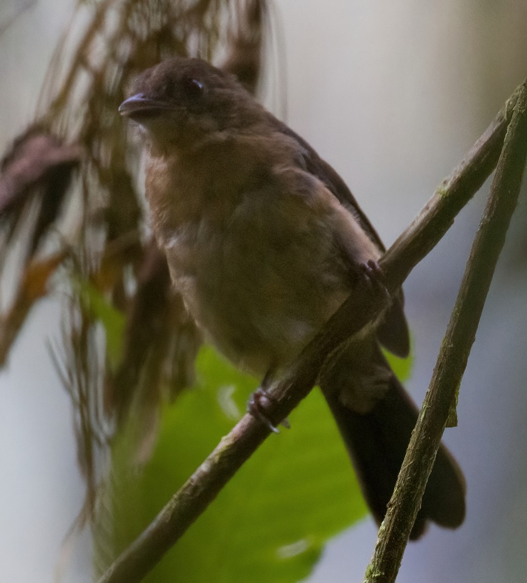 Brown-winged Schiffornis - ML612702323