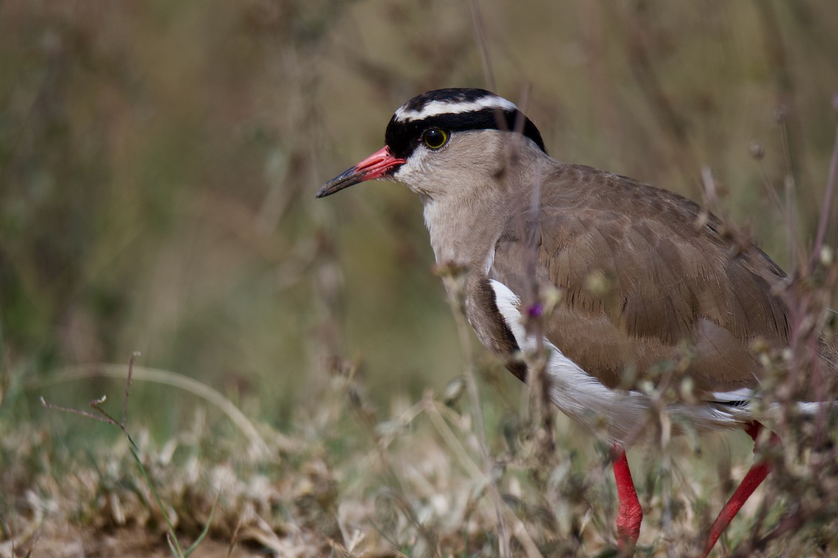 Crowned Lapwing - ML612702347