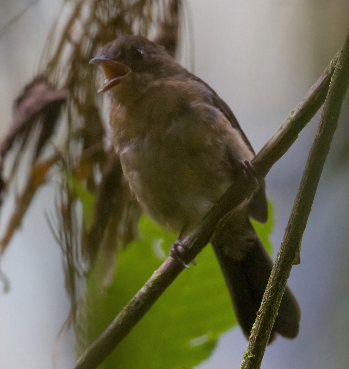 Brown-winged Schiffornis - ML612702356