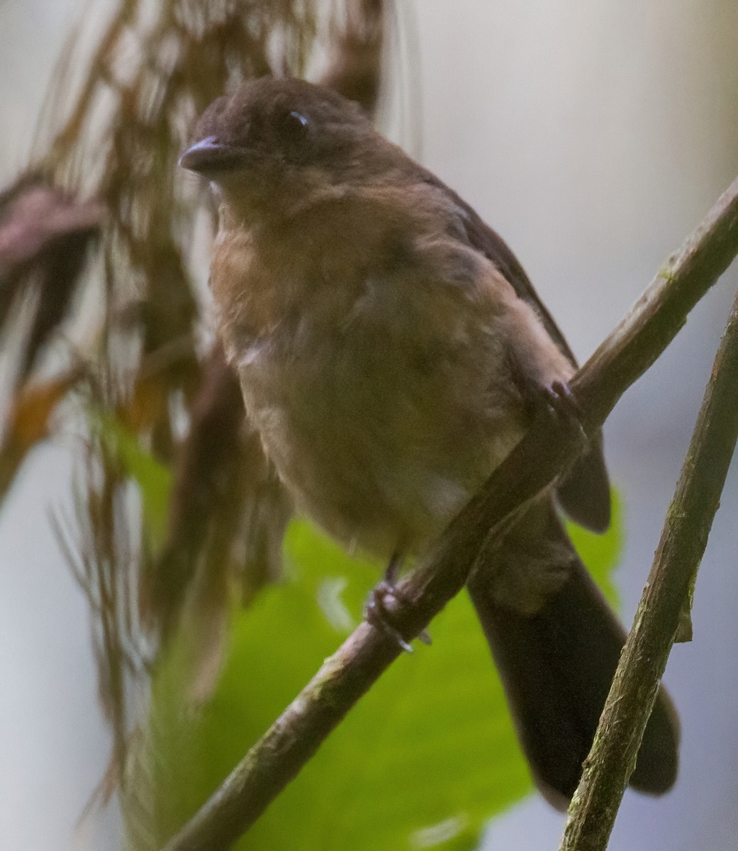 Brown-winged Schiffornis - ML612702371