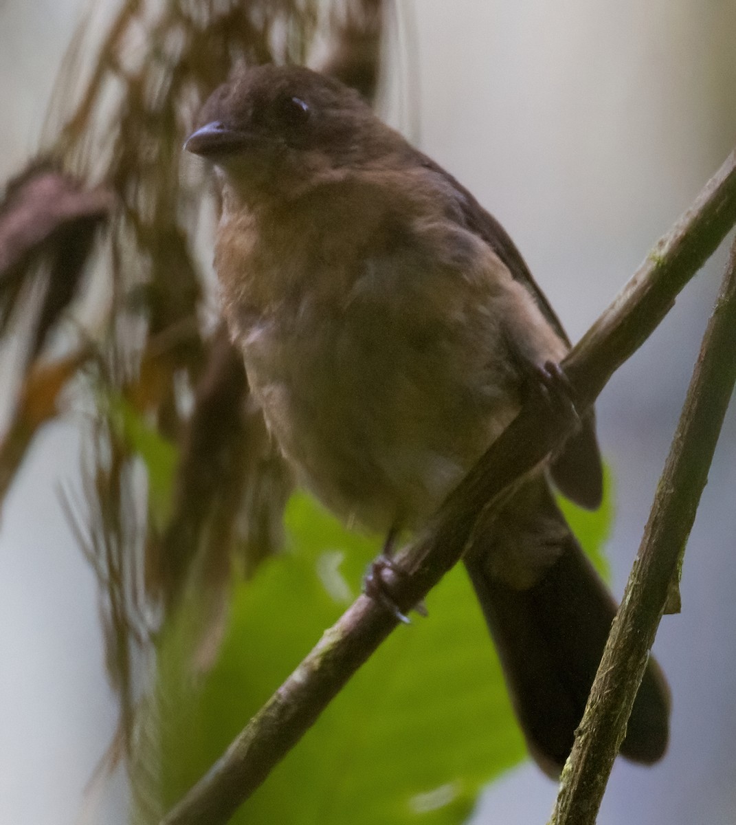 Brown-winged Schiffornis - ML612702422